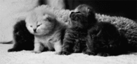 4 Sweet Baby Kittens