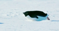 Chubby Penguin Sliding on his Belly