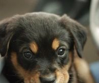 Cute little puppy