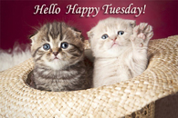 Happy Tuesday