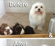 Pets Before and after a shower