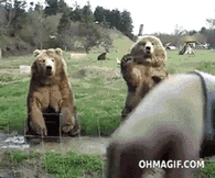 Waving Bears