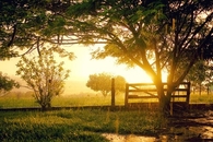 Glorious gold sunset