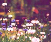 Wild flowers