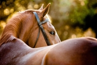 Beautiful horse