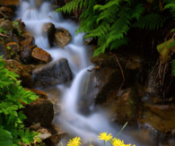 Cascade of daisies