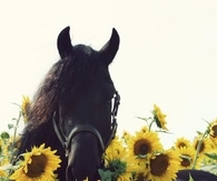 Black horse in sunflowers