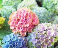 Hydrangeas