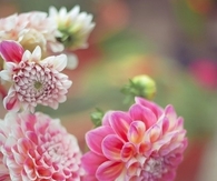 Pink Dahlias