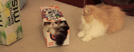 Cute Kitties