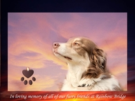 In memory of all furry friends at rainbow bridge