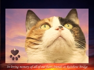 in loving memory of our furry friends at rainbow bridge