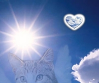 cat watching over you
