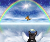 Boston Terrier Angel