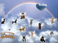 dogs and cat at rainbow bridge
