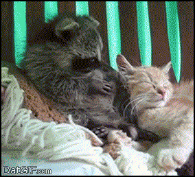 Cute animals