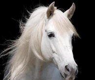 Beautiful white horse