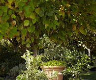 Terra cotta pots