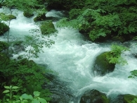 Wild current
