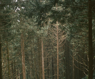 A path in the woods