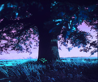 Magical Doorway