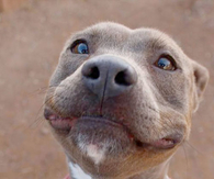 u aiten mi pup-sisle