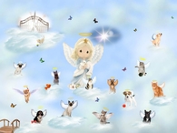 rainbow bridge community