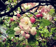 Wet blossoms