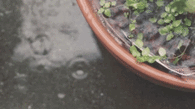 Rain falling
