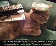 Funny Cat
