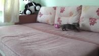 Excited Puppy