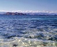 Starfish in the ocean