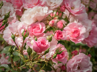 Pink rose buds