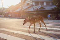 Deer crossing