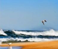 Seagulls 