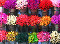 Bouquet of colorful roses