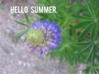 Hello Summer