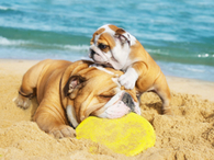 Bulldogs on the Beach