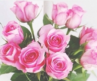 Pretty Pink Roses