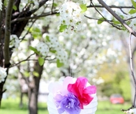 Paper Flower Lanterns