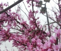 Pink blossoms