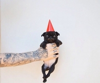 Cute black puppy