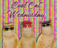 Cool Cat Wednesday