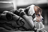 Snuggled up dog