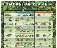 Companion Planting Gardening