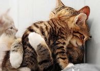 Cat hug