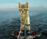 Jet Ski Kitty