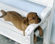 Sleepy Dog