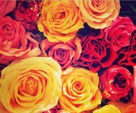 Colorful Roses