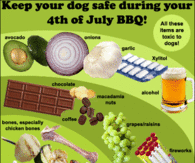 Keep your dog safe on 4th of July